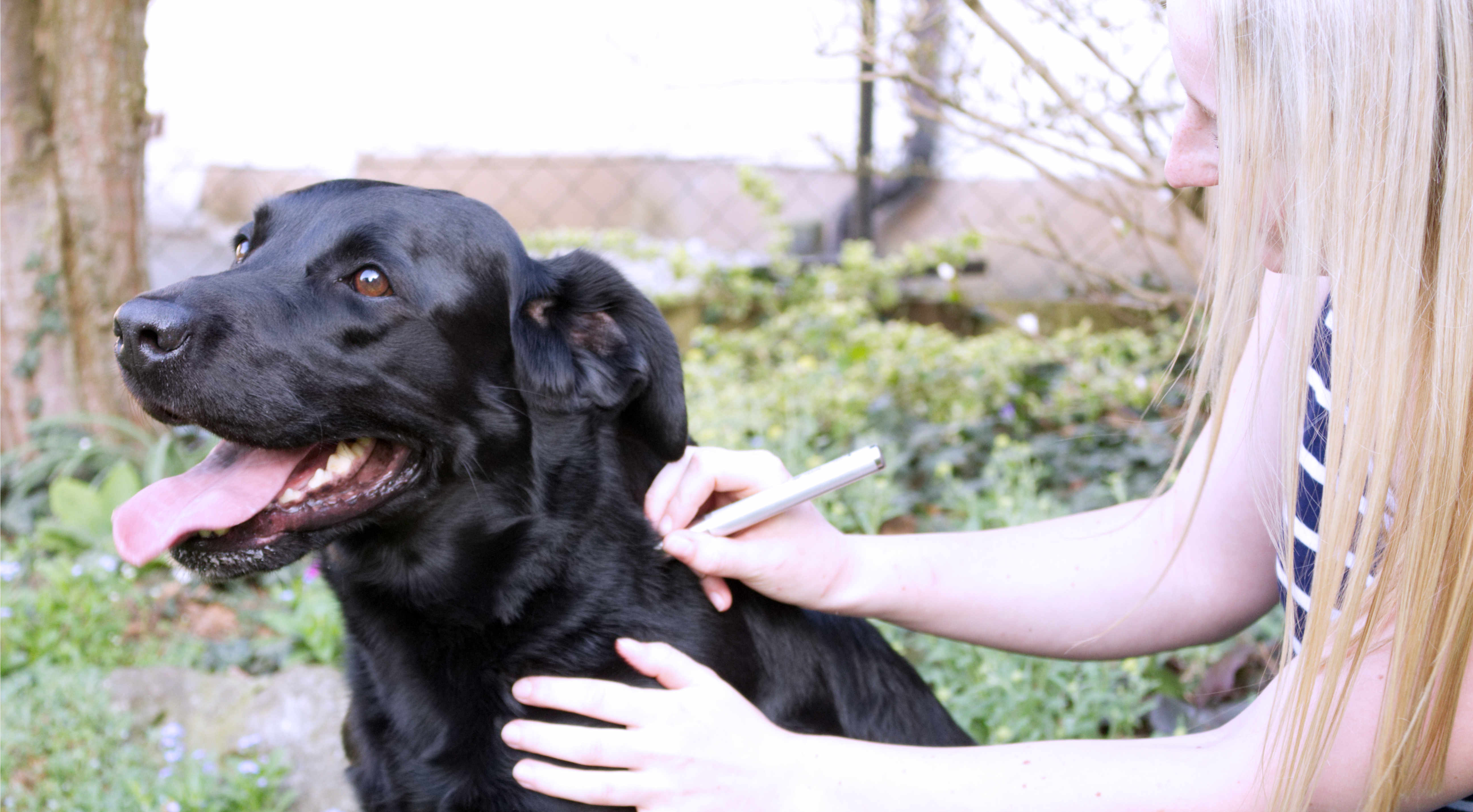 Ganzheitliche Tierphysiotherapie Hund
